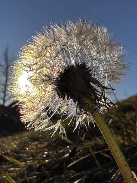 Schönes und mildes Wetter führte Mitte Dezember dazu, dass dieser Löwenzahn in Wald AR auf rund 1000 m ü. M. zu sehen war, wie es sonst nur im Frühling oder Sommer der Fall ist. (Foto: Andreas Walker)